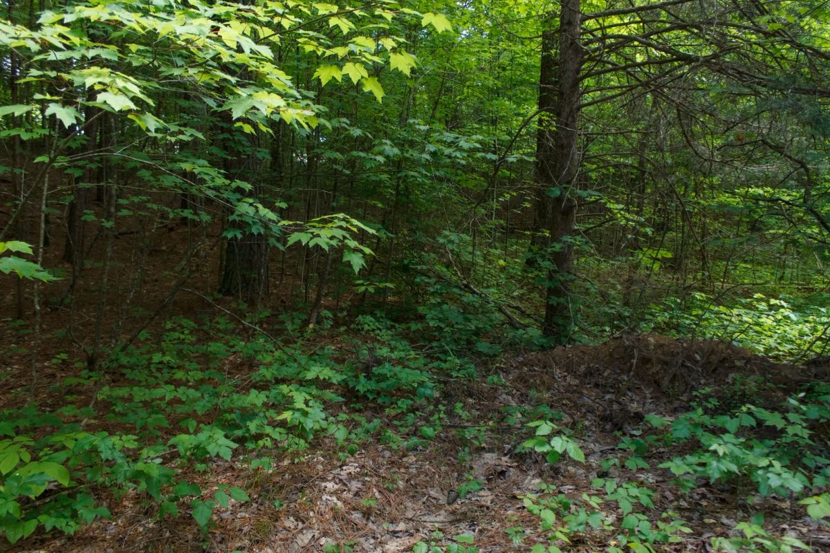 Riverbend Tract 3 - Image 2