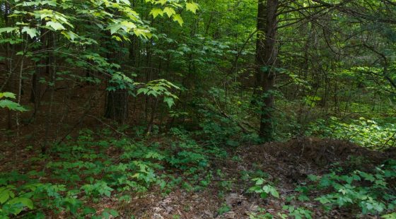 Riverbend Tract 3 in Wayne County, KY