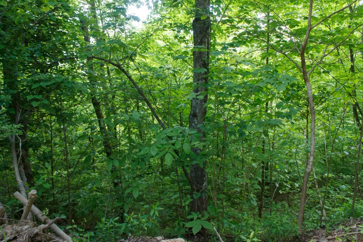 Riverbend Tract 3 - Image 3