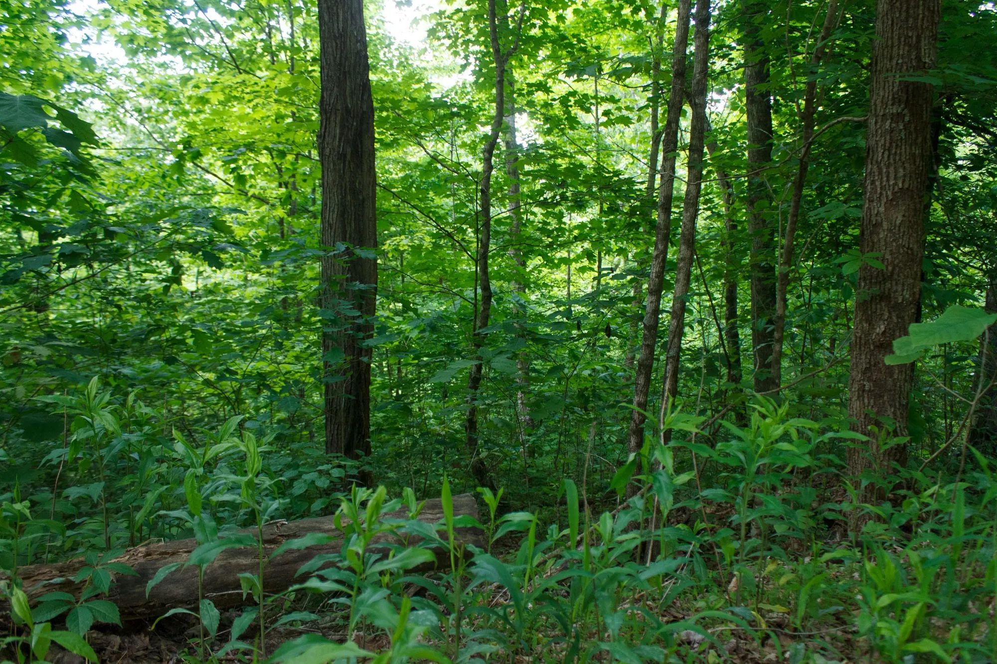 Riverbend Tract 3 in Wayne County, KY