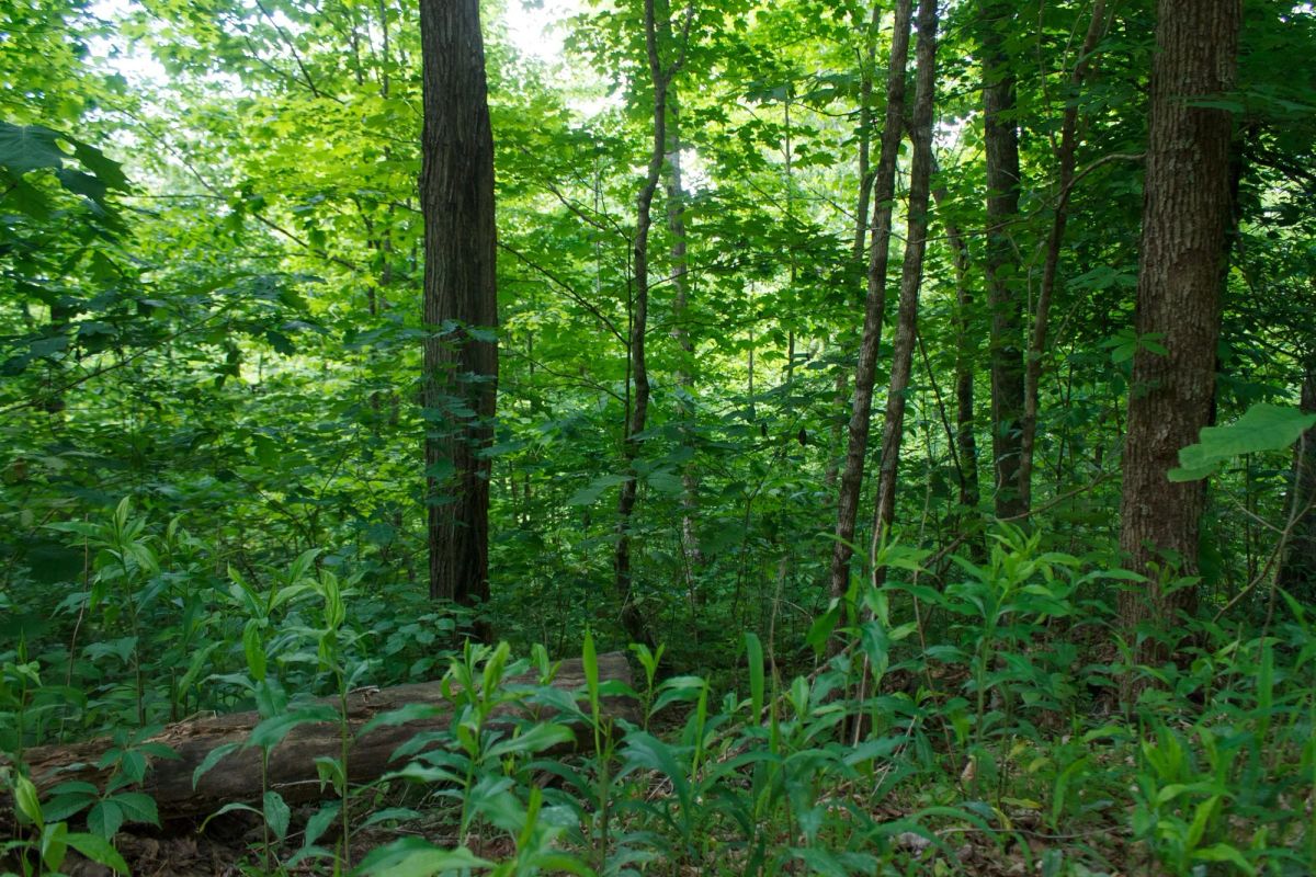Riverbend Tract 3 - Image 4