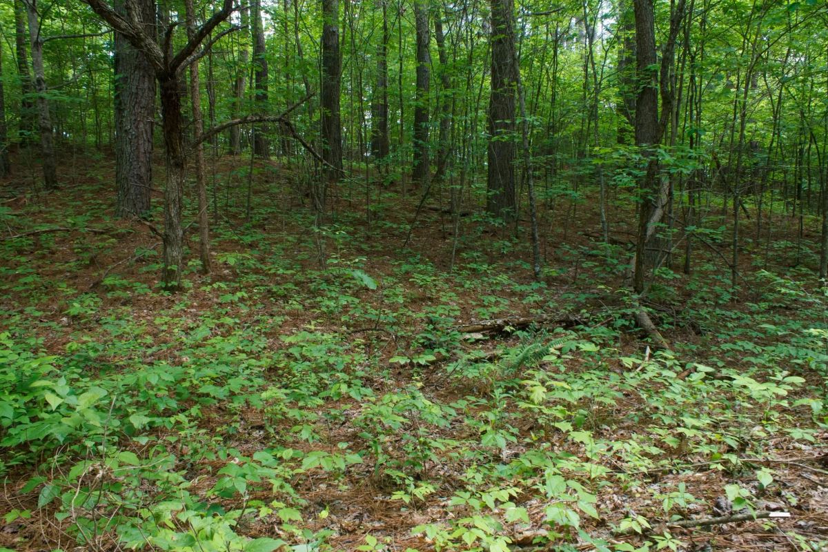 Decorative background for Riverbend Tract 3 image 5