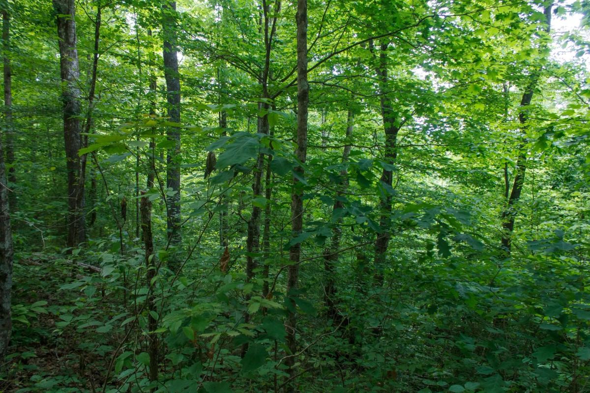 Decorative background for Riverbend Tract 3 image 6