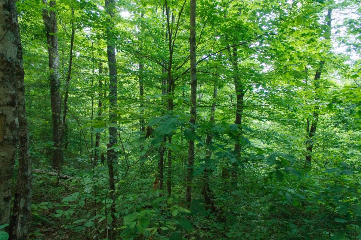 Decorative background for Riverbend Tract 3 image 7