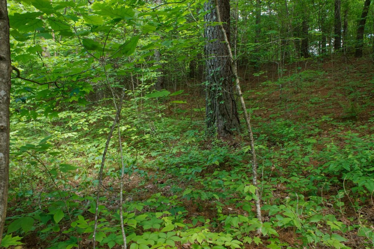 Decorative background for Riverbend Tract 3 image 8