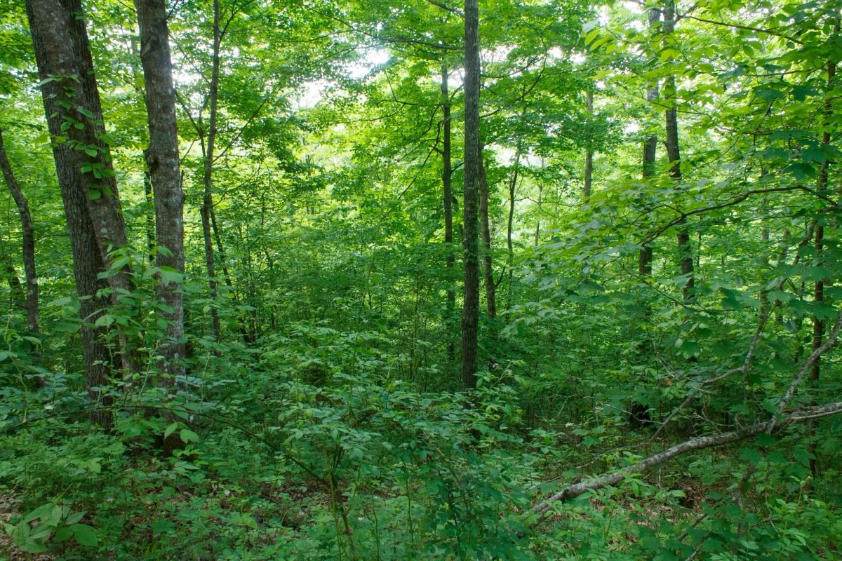 Decorative background for Riverbend Tract 3 image 10