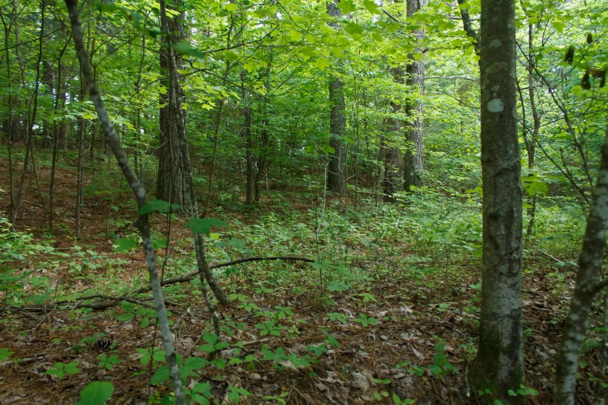 Decorative background for Riverbend Tract 3 image 11