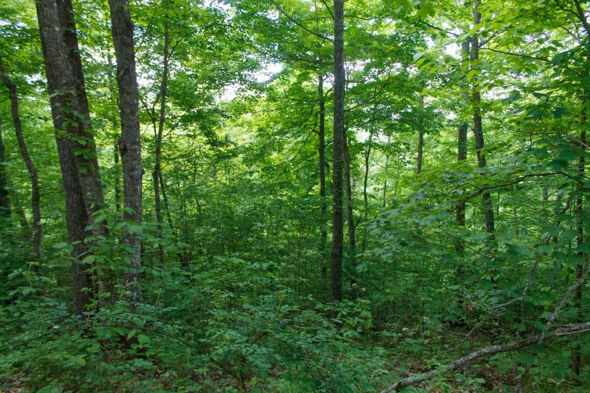 Decorative background for Riverbend Tract 3 image 12