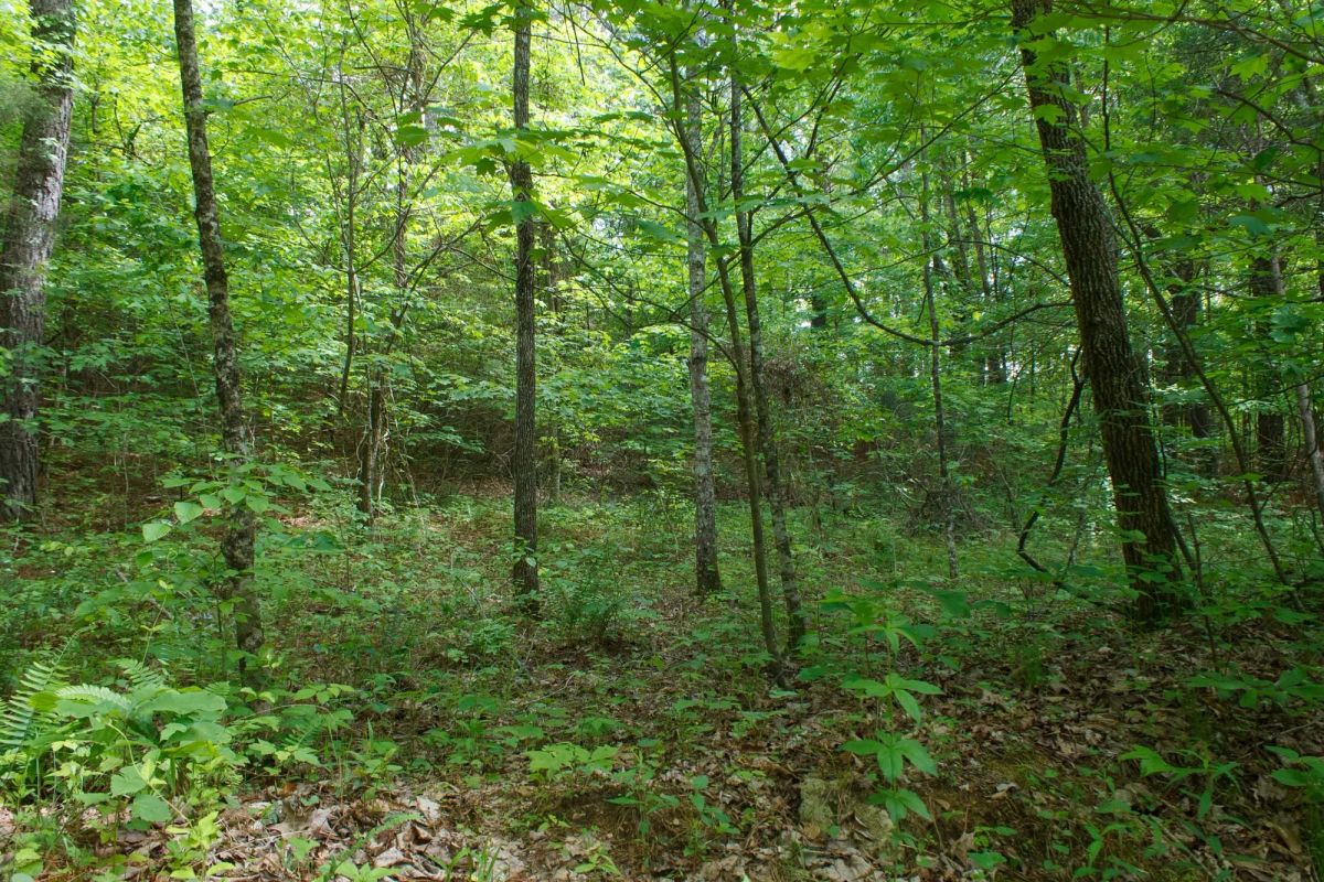 Decorative background for Riverbend Tract 3 image 13