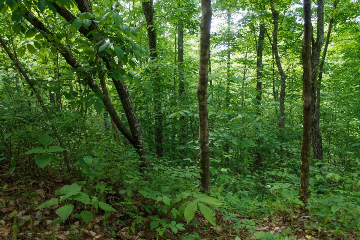 Decorative background for Riverbend Tract 3 image 14