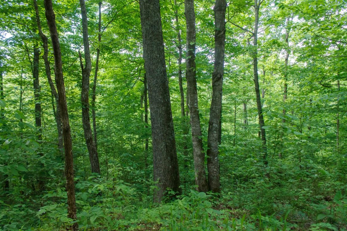 Decorative background for Riverbend Tract 3 image 15