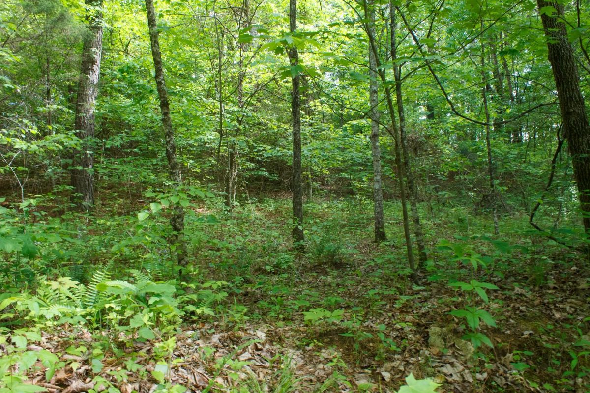 Decorative background for Riverbend Tract 3 image 16