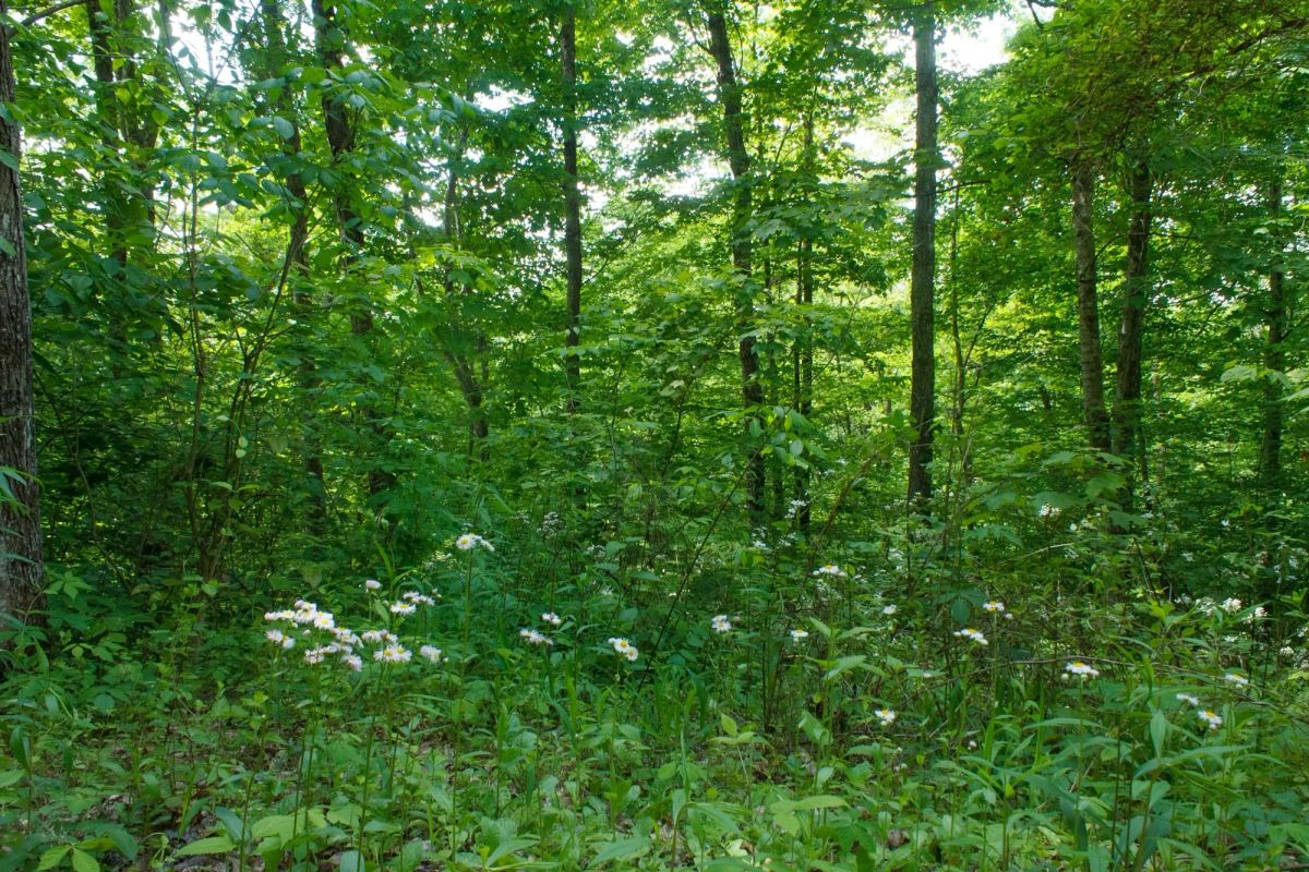 Decorative background for Riverbend Tract 3 image 17