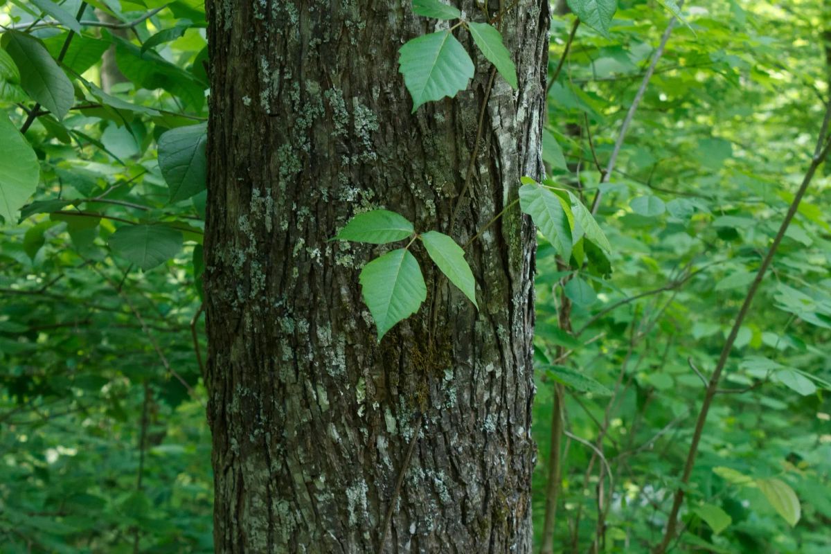 Decorative background for Riverbend Tract 3 image 18