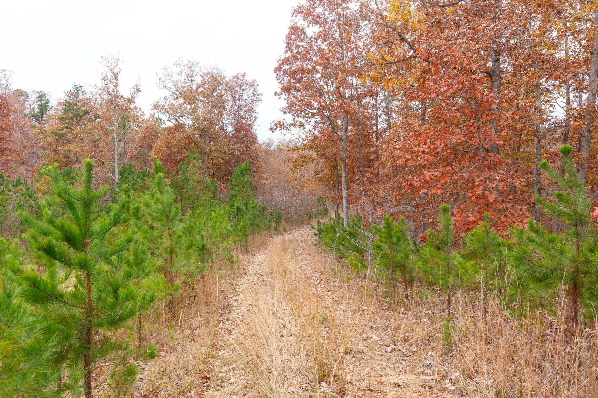 Hawkcrest Tract 19 in Reynolds County, MO