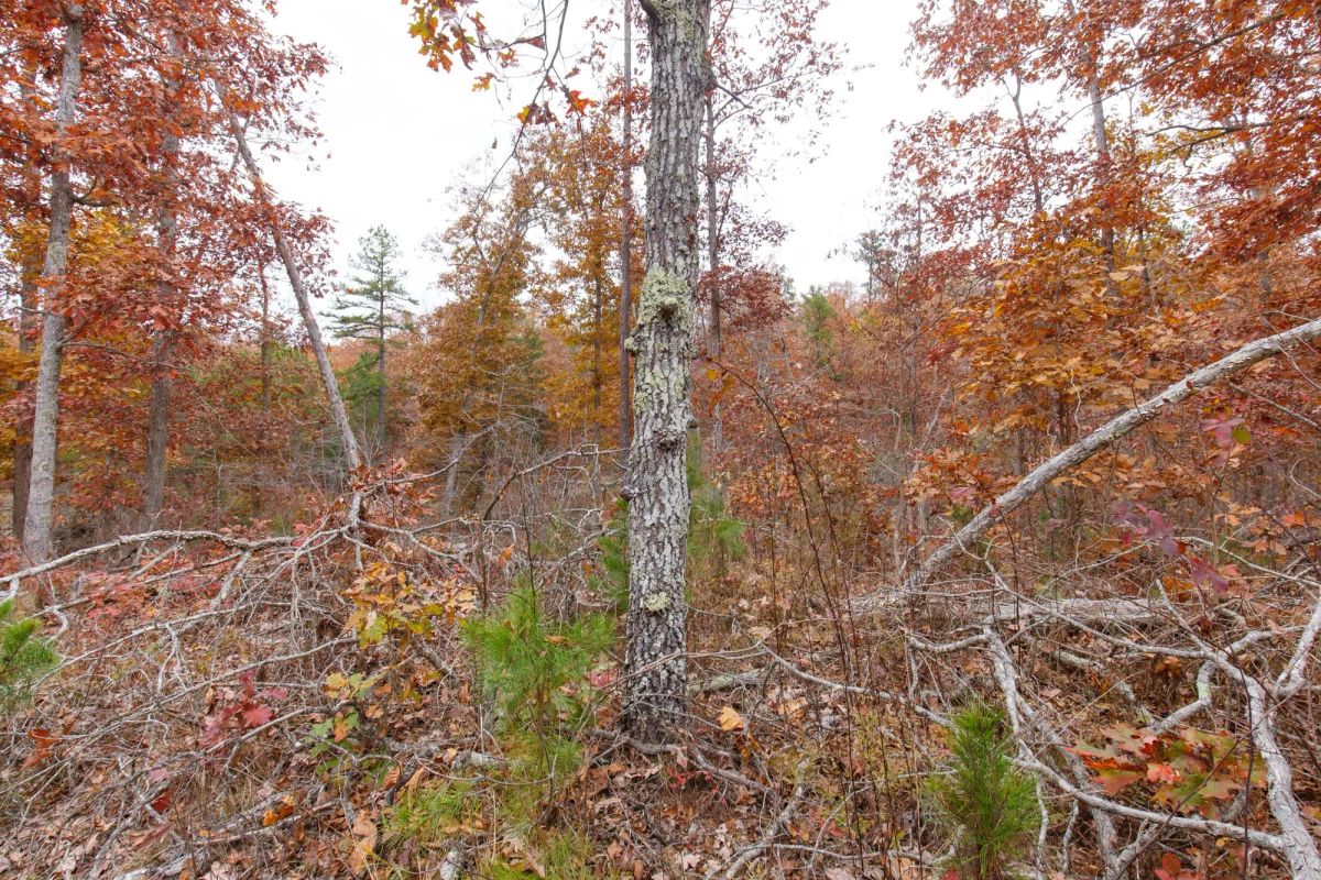 Hawkcrest Tract 19 - Image 2