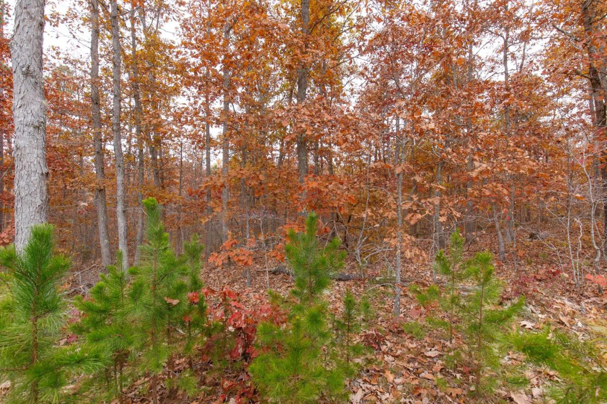 Hawkcrest Tract 19 - Image 3