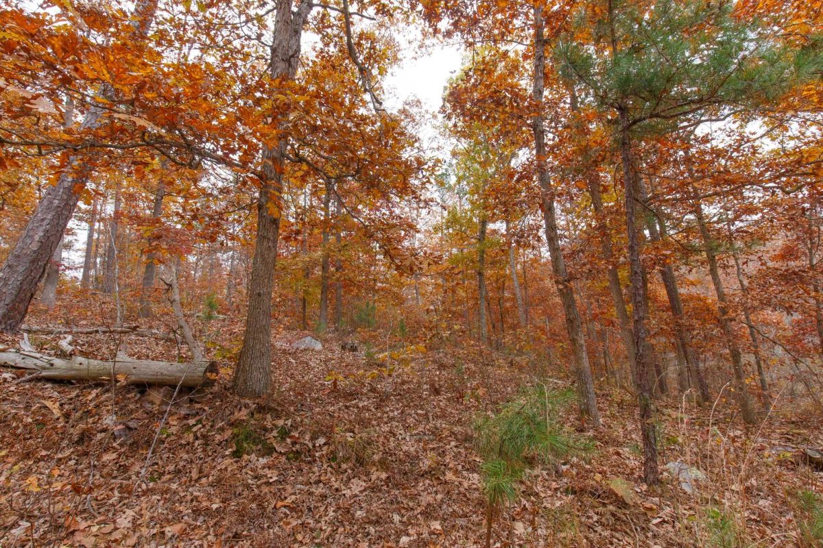Hawkcrest Tract 19 - Image 4
