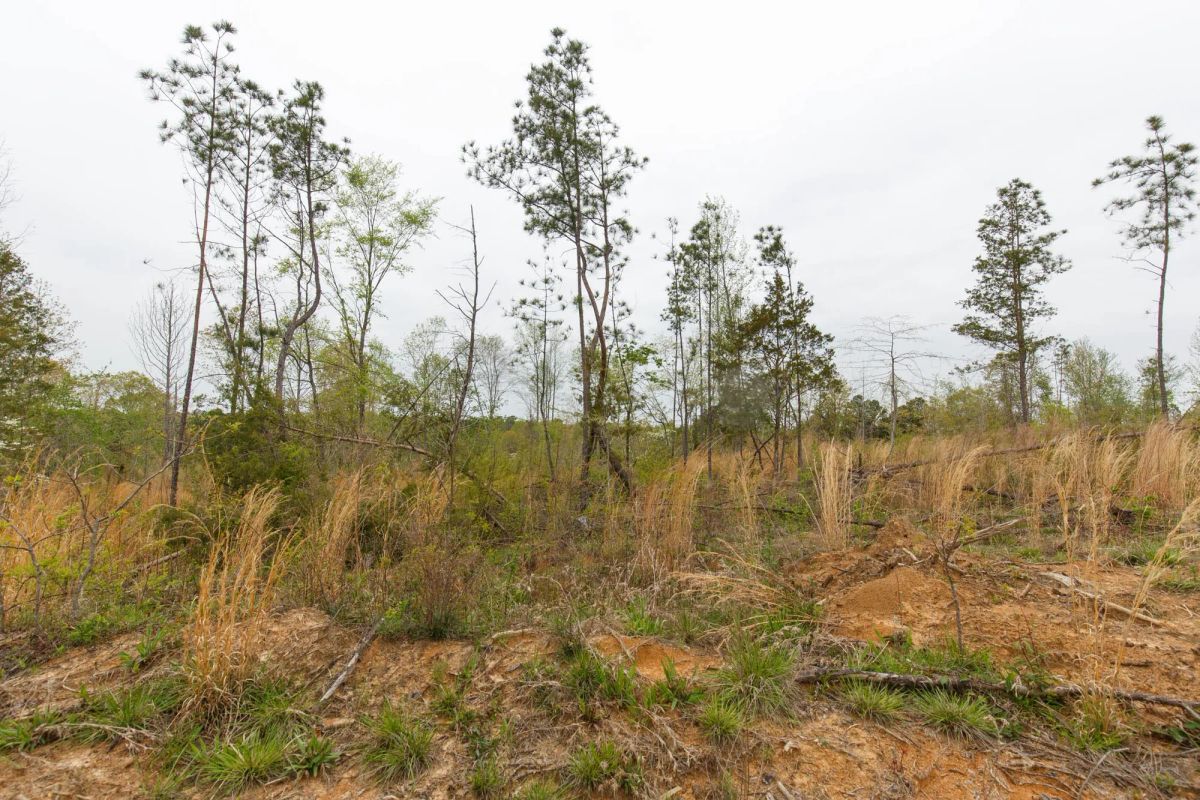 Twin Rivers Tract 25 - Image 3