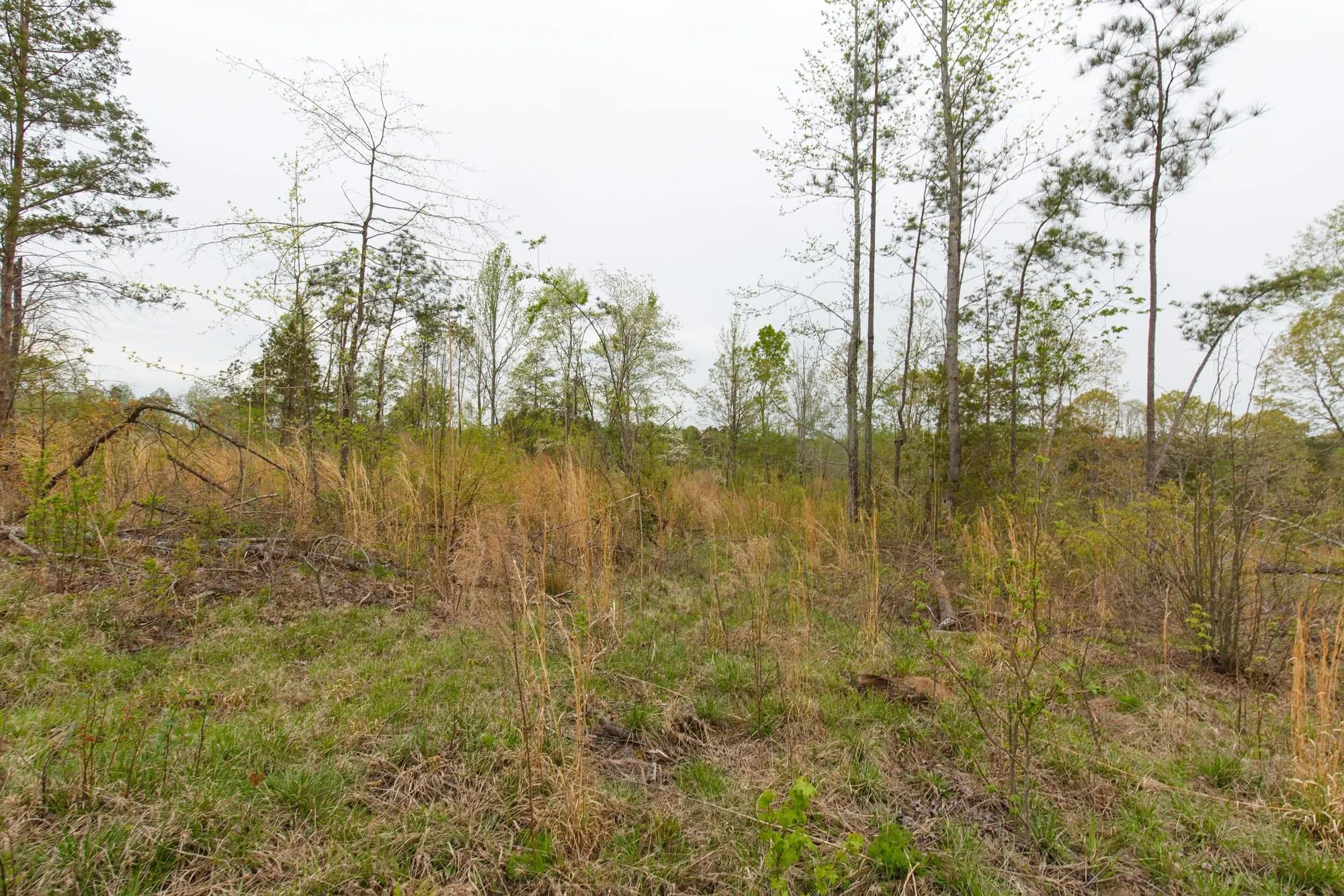 Twin Rivers Tract 25 in Henderson County, TN