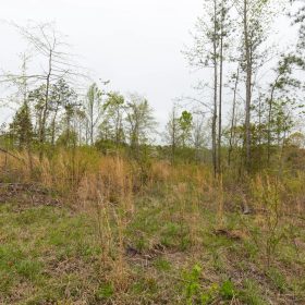 Twin Rivers Tract 25 in Henderson County, TN
