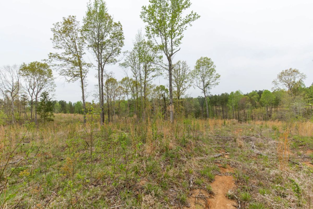 Decorative background for Twin Rivers Tract 25 image 5