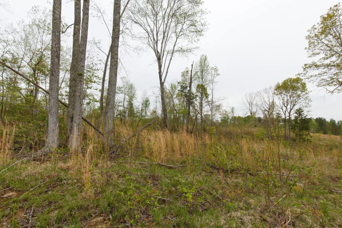 Decorative background for Twin Rivers Tract 25 image 6