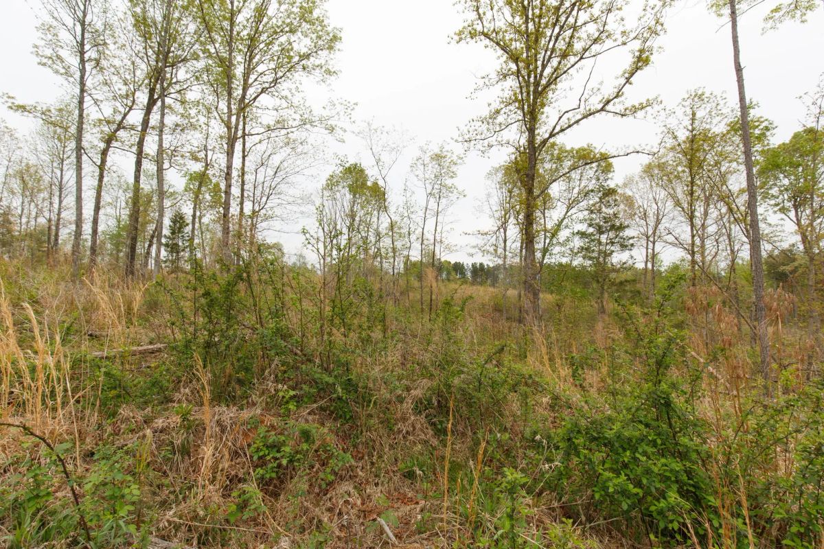 Decorative background for Twin Rivers Tract 25 image 7