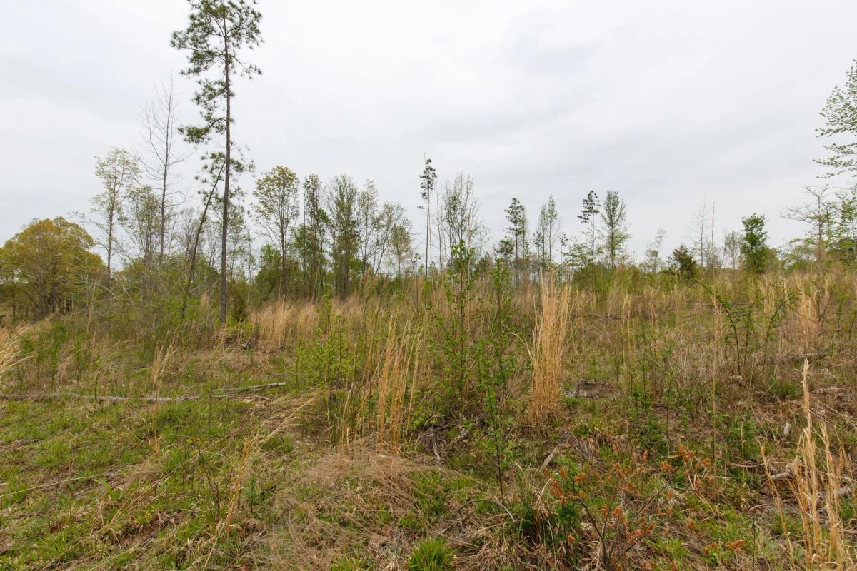 Decorative background for Twin Rivers Tract 25 image 9