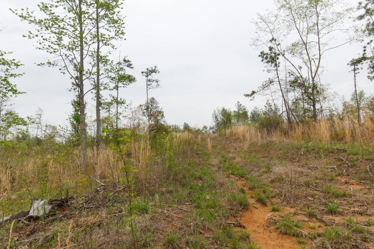 Decorative background for Twin Rivers Tract 25 image 10