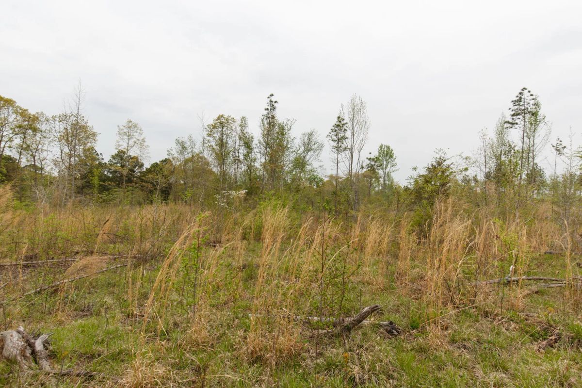 Decorative background for Twin Rivers Tract 25 image 11