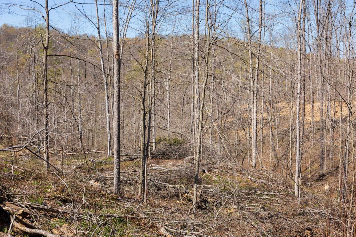 Creek Hollow Phase I Tract 54 - Image 4