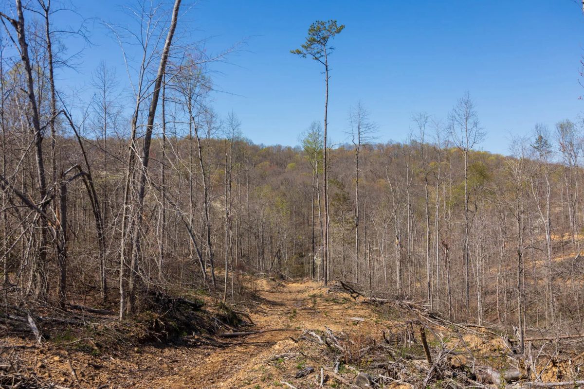 Decorative background for Creek Hollow Phase I Tract 54 image 5