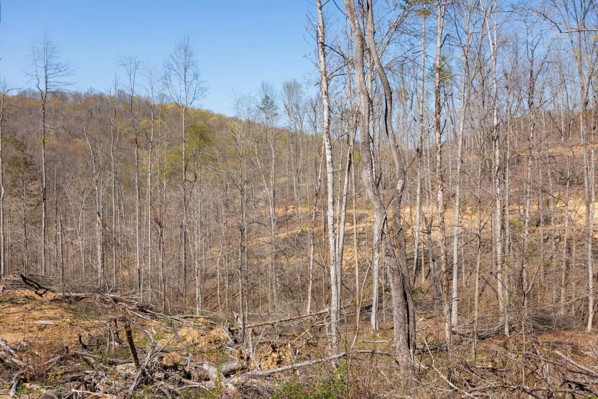 Decorative background for Creek Hollow Phase I Tract 54 image 6