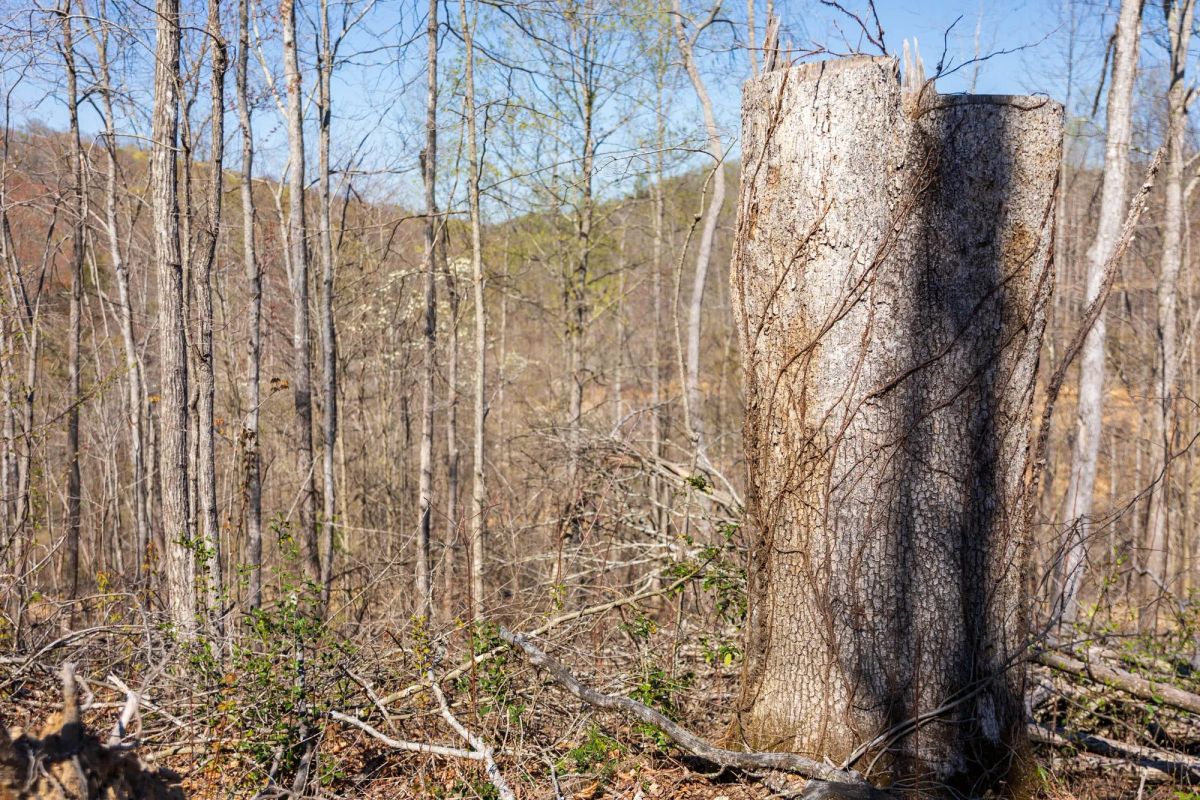 Decorative background for Creek Hollow Phase I Tract 54 image 7