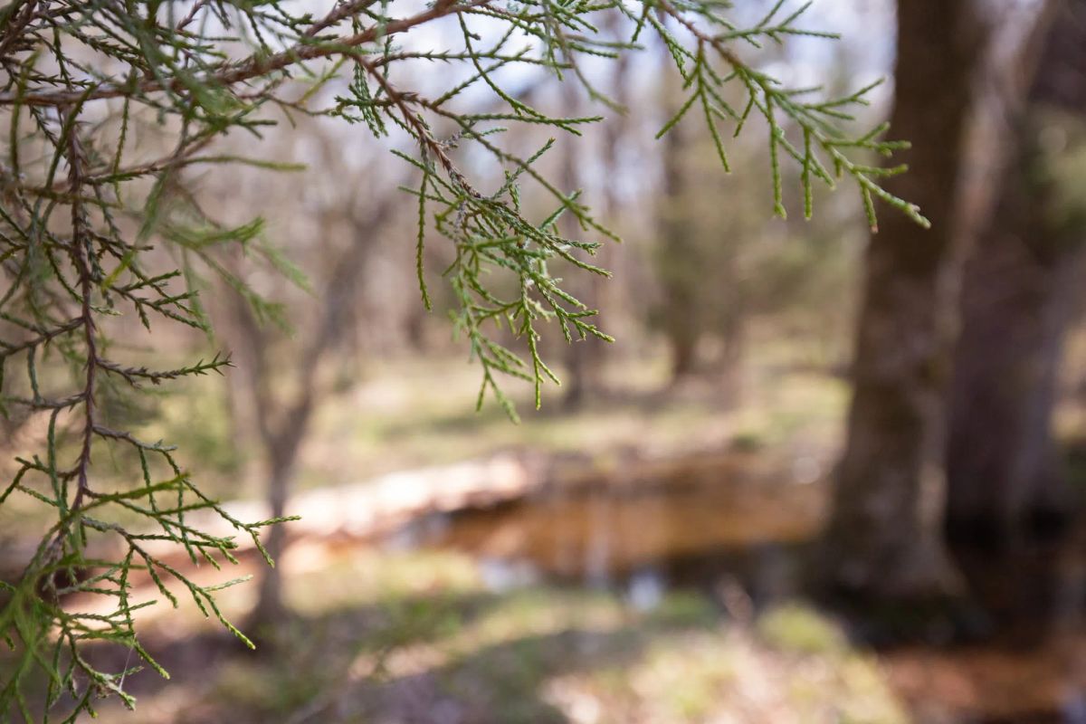Decorative background for Wishing Star Ranch Tract 64 image 9