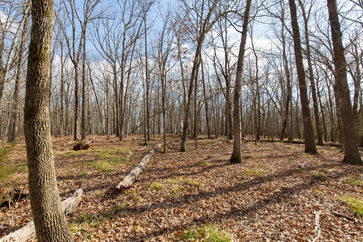 Decorative background for Wishing Star Ranch Tract 64 image 10