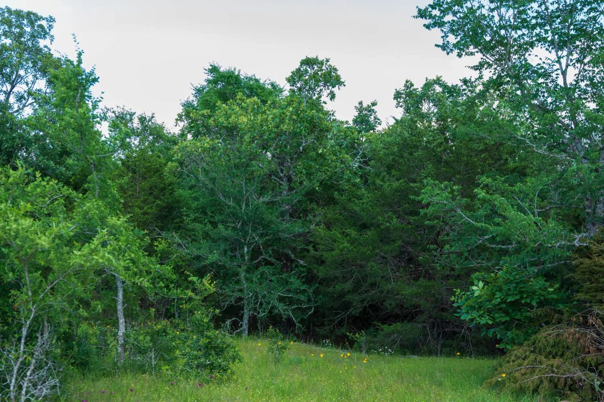 Decorative background for Falcon Crest Tract 21 image 12