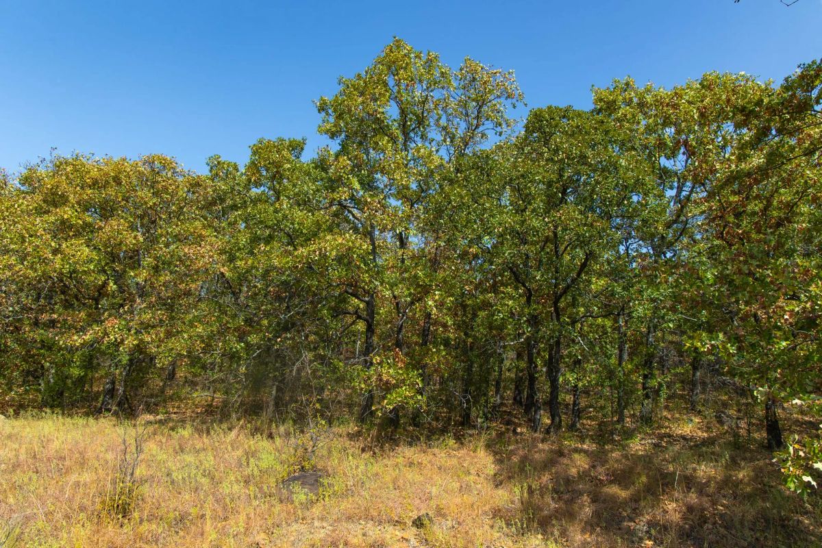Decorative background for Gracyn Meadows Tract 20 image 7