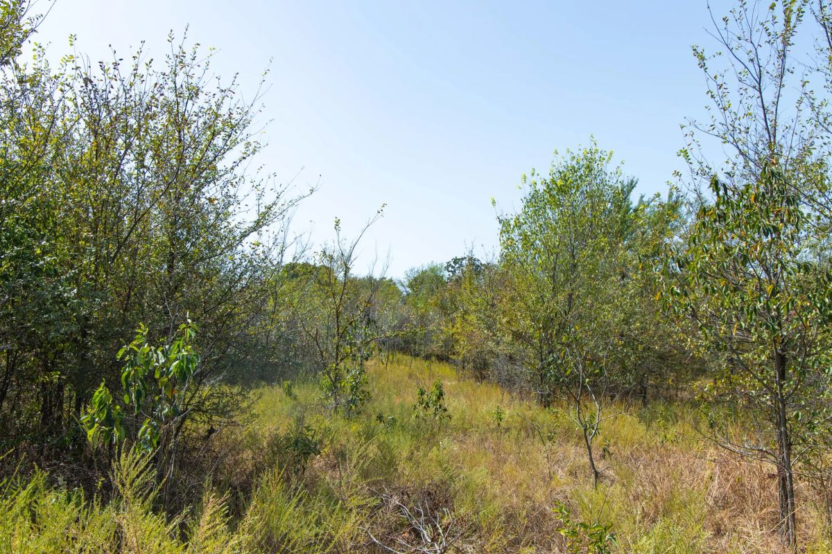 Decorative background for Gracyn Meadows Tract 20 image 15