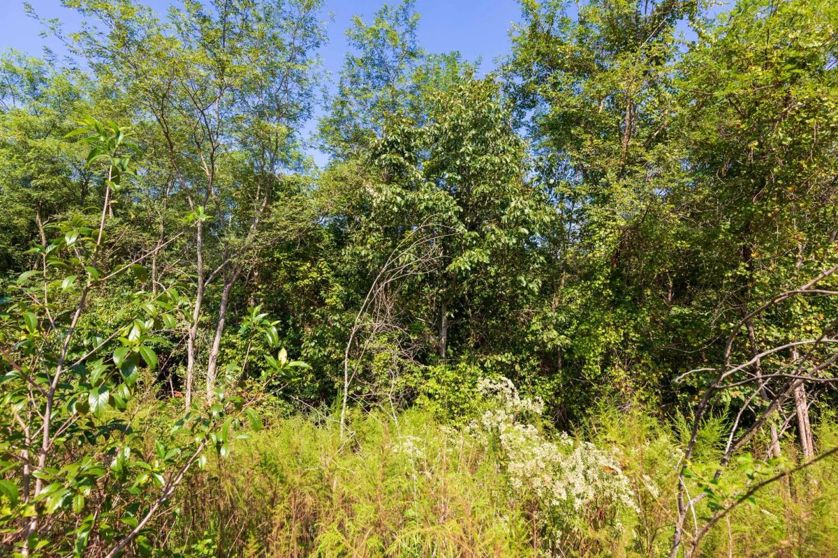 Decorative background for Redemption Ridge Tract 6 image 8