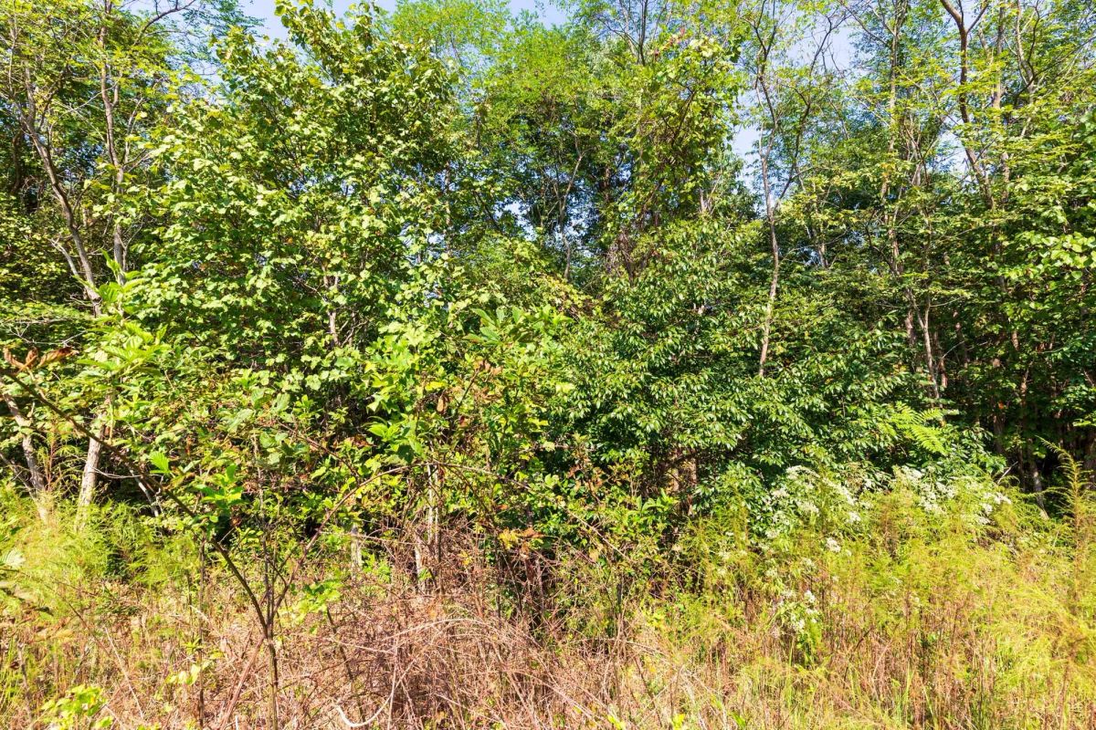 Decorative background for Redemption Ridge Tract 6 image 11