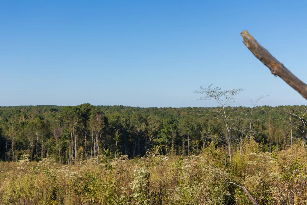 Meyer’s Ridge Tract 22 - Image 3
