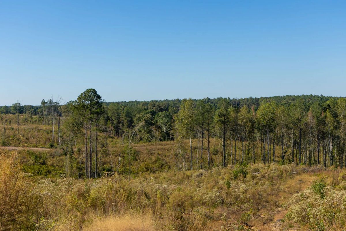 Decorative background for Meyer’s Ridge Tract 22 image 6
