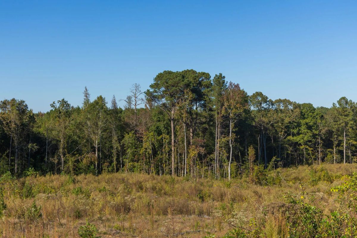 Decorative background for Meyer’s Ridge Tract 22 image 9