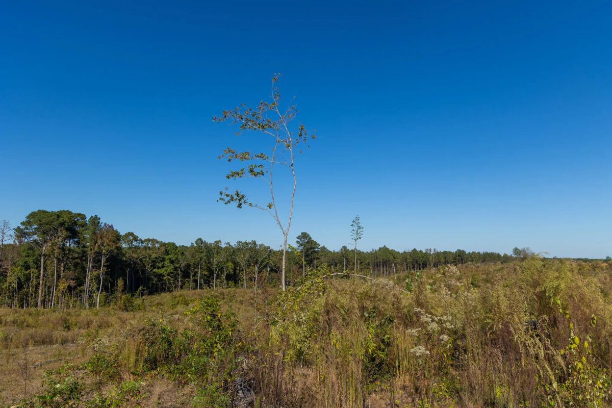 Decorative background for Meyer’s Ridge Tract 22 image 10