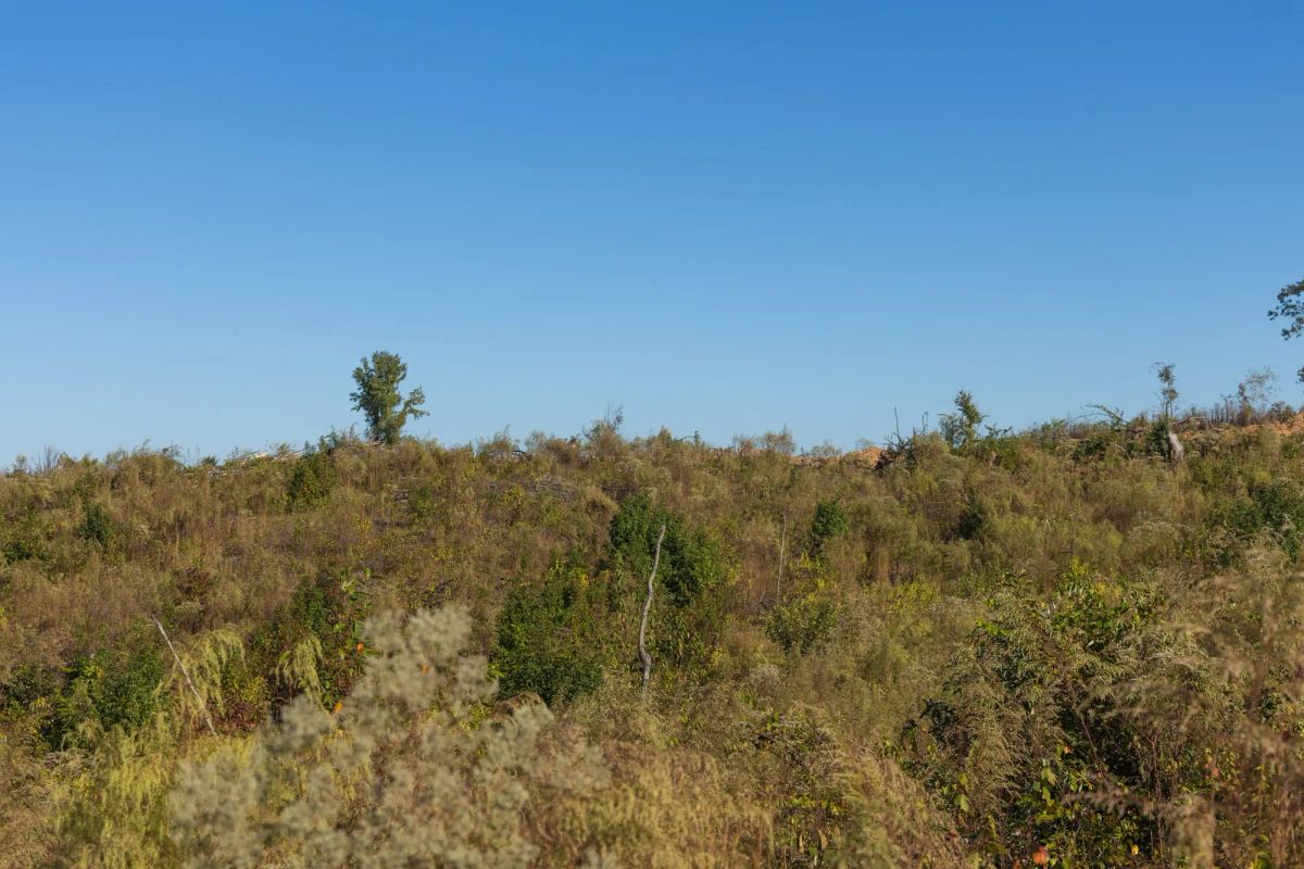Decorative background for Meyer’s Ridge Tract 22 image 11