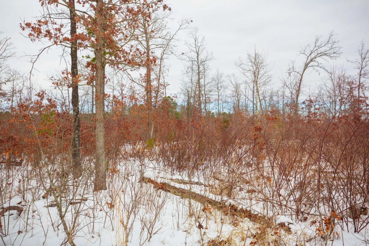 Decorative background for Sleepy Hollow Phase I Tract 15 image 6