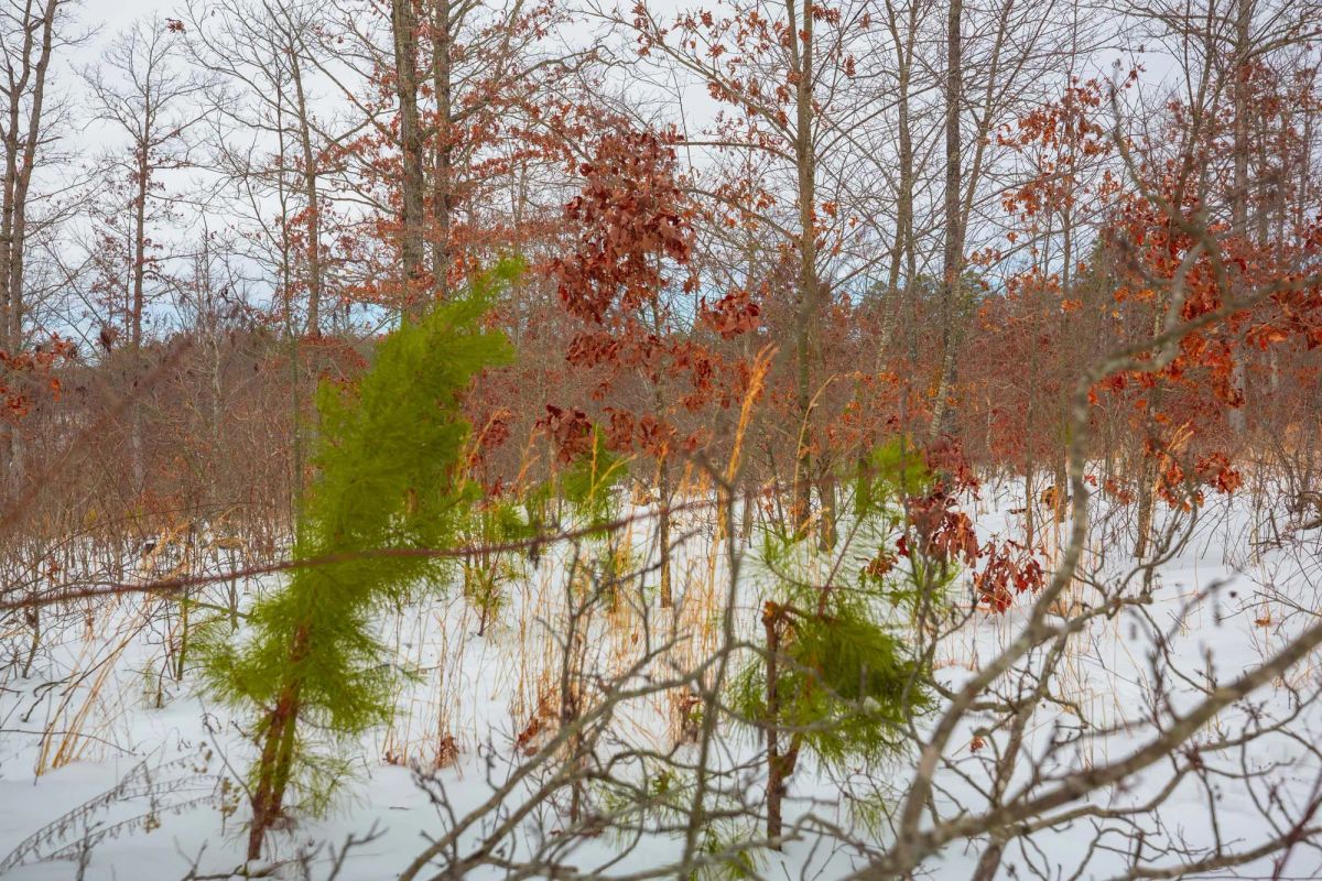 Decorative background for Sleepy Hollow Phase I Tract 15 image 7