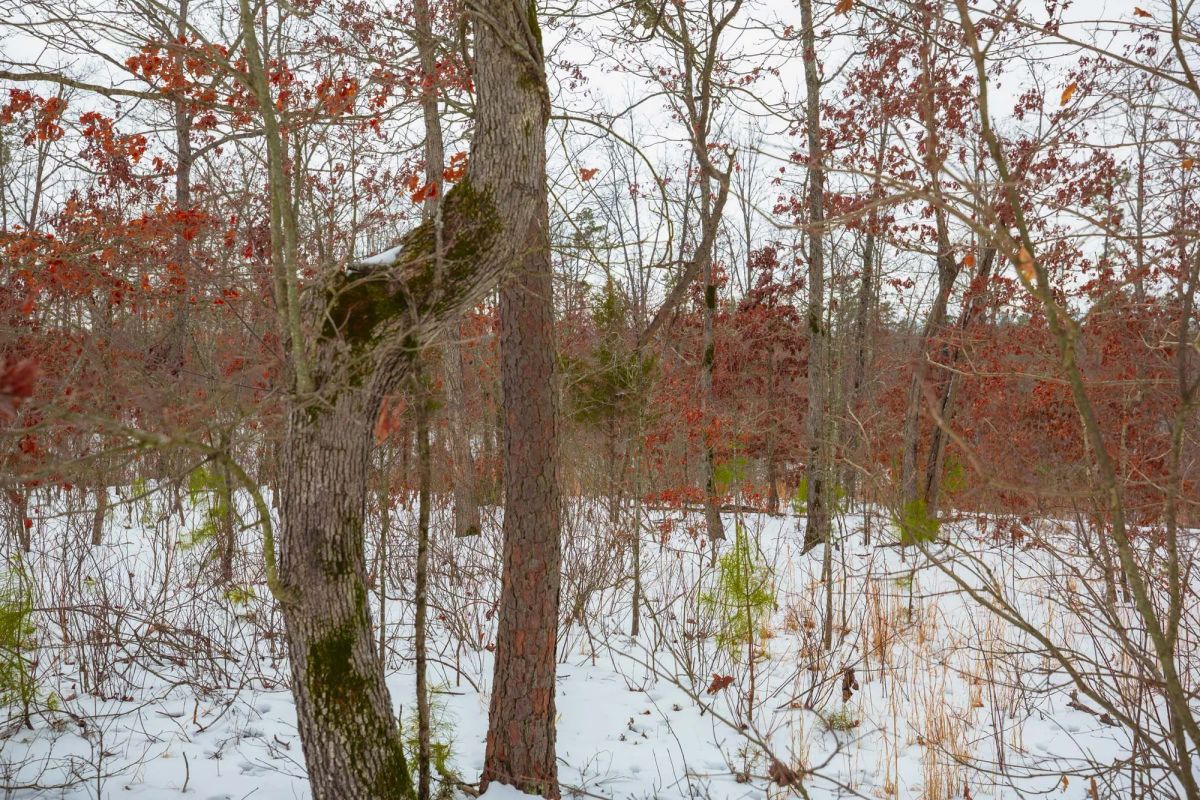Decorative background for Sleepy Hollow Phase I Tract 15 image 8
